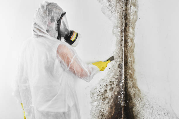 Best Commercial Mold Remediation in Alva, FL