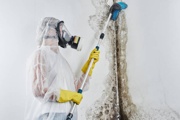 Professional Mold Remediation in Alva, FL