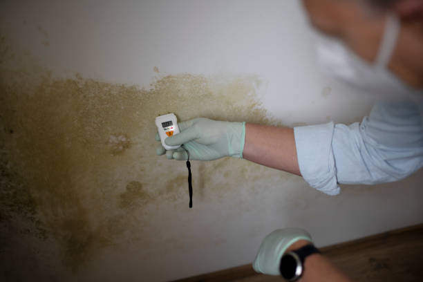 Best Post-Flood Mold Remediation in Alva, FL